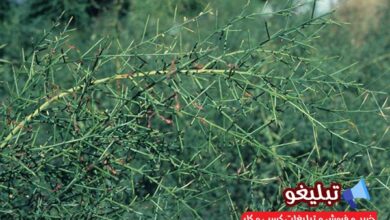 برای تسکین درد سرفه و درد سینه از این گیاه استفاده کنید