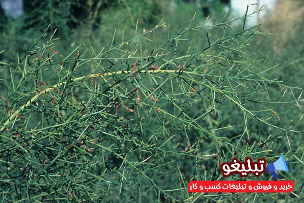 برای تسکین درد سرفه و درد سینه از این گیاه استفاده کنید